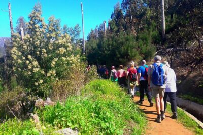 Serra D'Água Valley - Levada Walk - Pickup and timing from Funchal: what the morning feels like