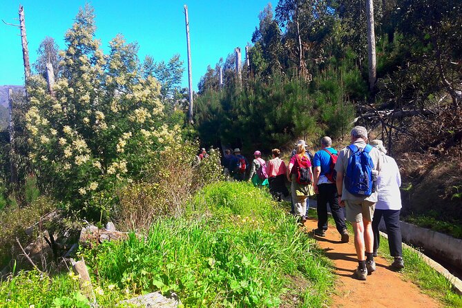 Serra D'Água Valley - Levada Walk - Pickup and timing from Funchal: what the morning feels like