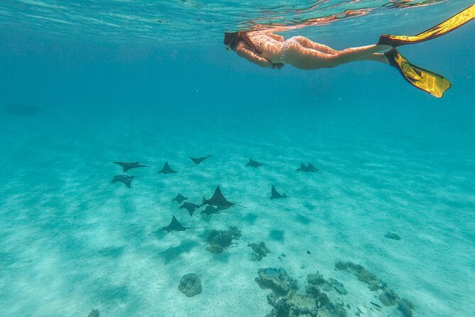 SHARED FULL DAY CULTURAL & LAGOON TOUR - Bora Bora Cultural Lagoon Tour - Shallow-Water Snorkeling With Black-Tip Sharks and Stingrays