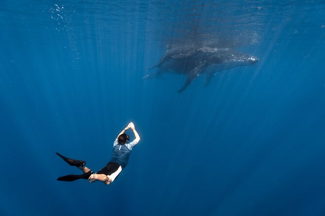 Shared Whale Expedition - Key highlights you’ll care about