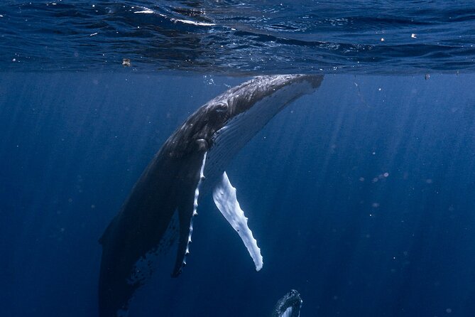 Shared Whale Expedition - Inutai and the max-6 setup that makes whale time actually work