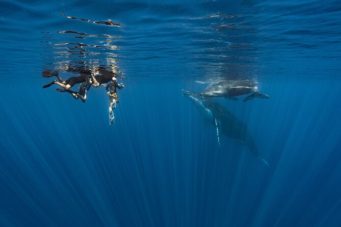 Shared Whale Expedition - Snorkel gear, fins, and the fitness check you shouldn’t ignore