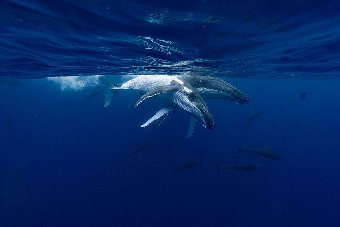 Shared Whale Expedition - Swimming with humpbacks when conditions allow: safety and realism