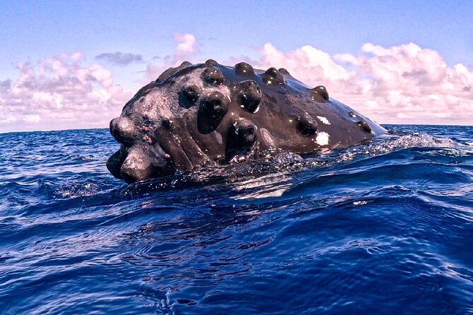 Shared Whale Expedition - Dolphins, turtles, rays, and sharks: the bonus wildlife