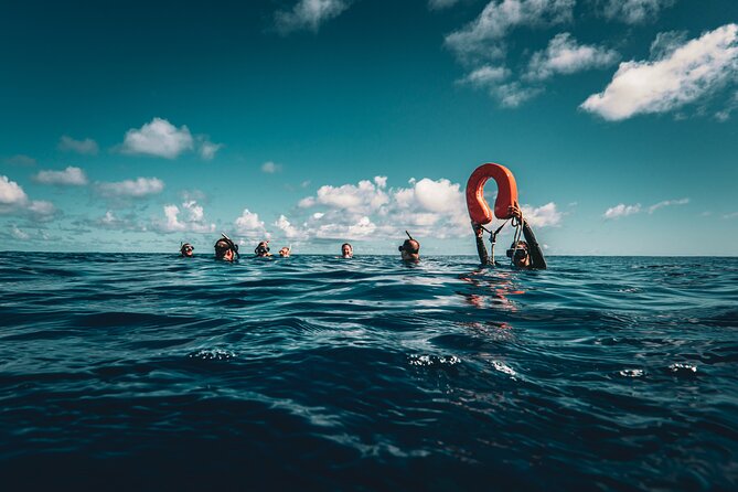 Shared Whale Expedition - Price and value: what $242.93 covers in real terms