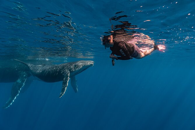 Shared Whale Expedition - Practical tips for a smoother day on the water