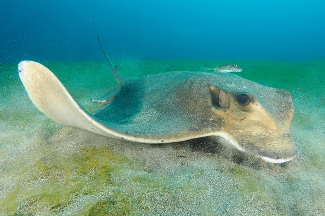 Single Dive for qualified divers from shore, region Puerto del Carmen. - Included Drinks and a Real Underwater Briefing