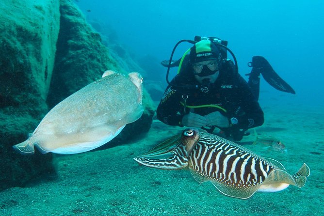 Single Dive for qualified divers from shore, region Puerto del Carmen. - Where This Trip Fits (and Where It Might Not)
