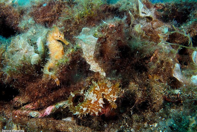 Single Dive for qualified divers from shore, region Puerto del Carmen. - What You Get for $55.26: Included Drinks, Not Included Gear