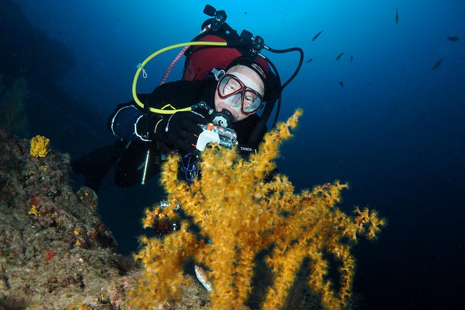 Single Dive for qualified divers from shore, region Puerto del Carmen. - Playa Grande Under the Microscope: Why This Stop Works