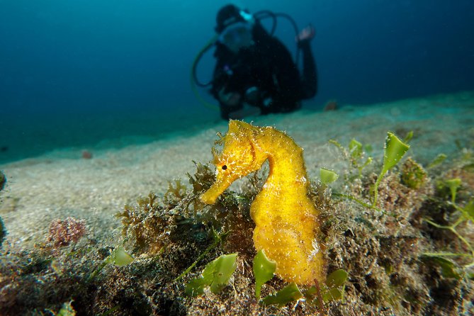 Single Dive for qualified divers from shore, region Puerto del Carmen. - The Local Guide Style: Photos, Maps, and Calm Support