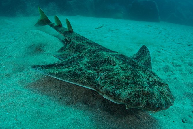 Single Dive for qualified divers from shore, region Puerto del Carmen. - Key Points You’ll Care About