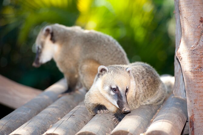 Skip the Line: Jungle Park Tenerife Entrance Ticket - Park Las Aquilas: walking bridges, jungle paths, and where the animals actually shine
