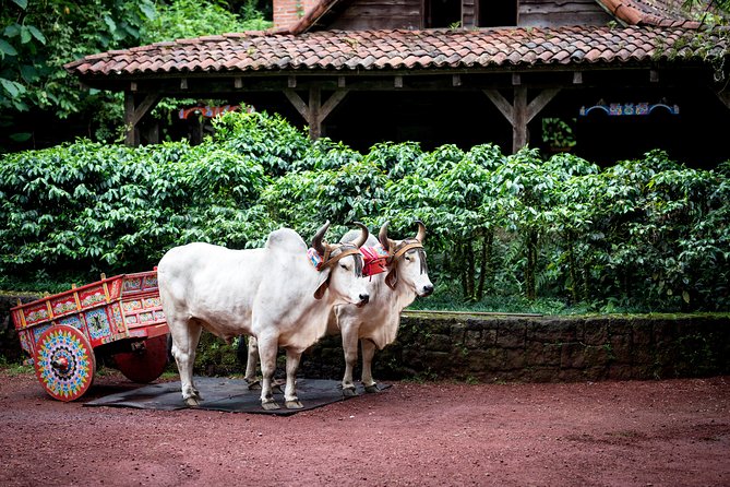 Skip the Line:Day Ticket-La Paz Waterfall Gardens Nature Park & Wildlife Refuge - Wildlife Encounters That Are Actually Built for Watching