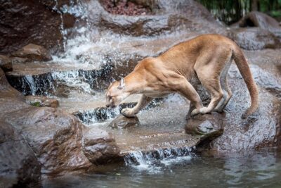 Skip the Line:Day Ticket-La Paz Waterfall Gardens Nature Park & Wildlife Refuge - Five Waterfalls Plus Rainforest Trails: How the Walking Feels