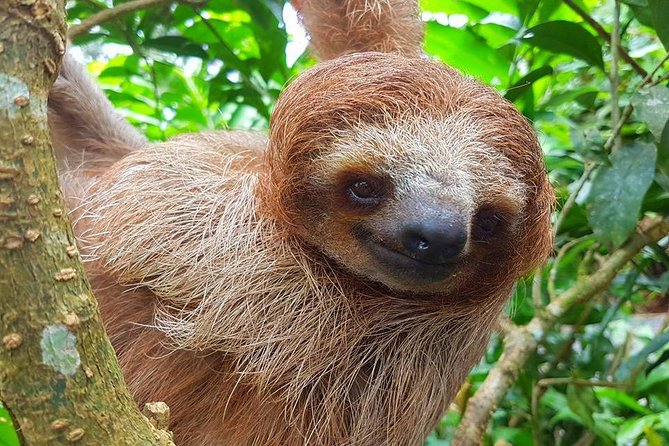 Sloth Discovery & Swim in Rio Celeste - Why Sloth Watching and Rio Celeste Work as a One-Day Combo