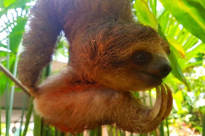 Sloth Discovery & Swim in Rio Celeste - Lunch and Timing: How the Day Feels in Motion