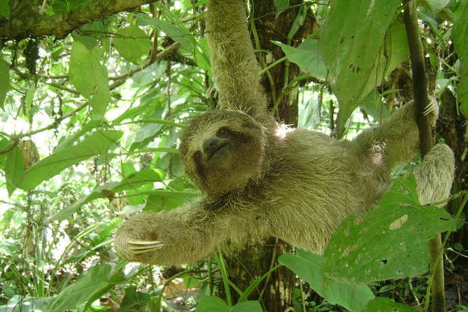 SLOTH PARK ADVENTURE La Fortuna - Where you start: La Fortuna meeting point and how it feels