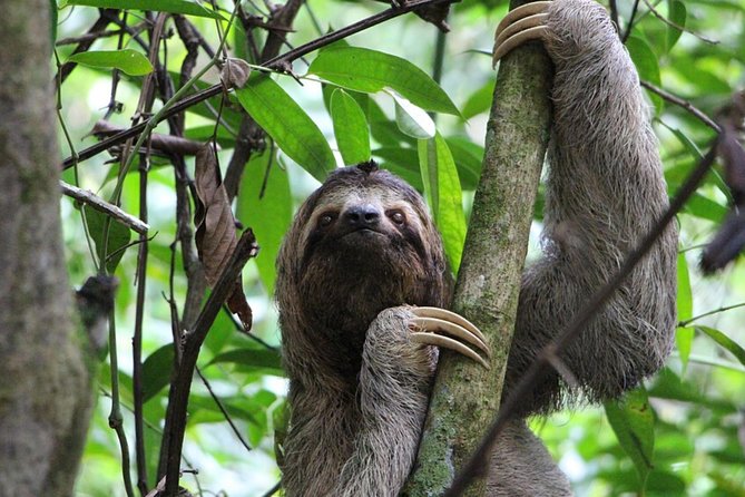SLOTH PARK ADVENTURE La Fortuna - The close-up sloth moment: telescope viewing and photo help