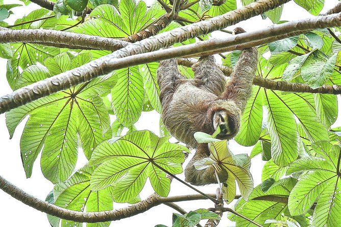 SLOTH PARK ADVENTURE La Fortuna - Families and young kids: why this tour works