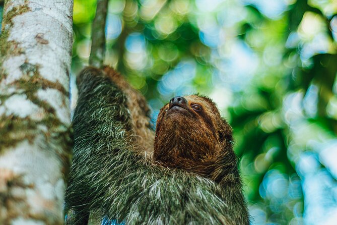 SLOTH PARK ADVENTURE La Fortuna - Price and value: is $67 worth it?