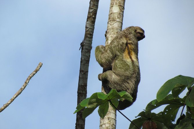 SLOTH PARK ADVENTURE La Fortuna - The Arenal sloth trail: 2 km of easy wildlife walking