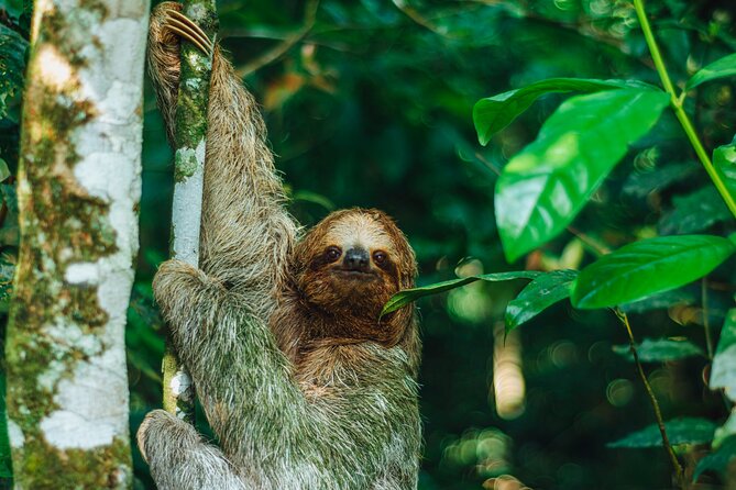 Sloth Tour in La Fortuna and Tortillas Cooking Class - Las Mariolas Trail: Why This Sloth Tour Works