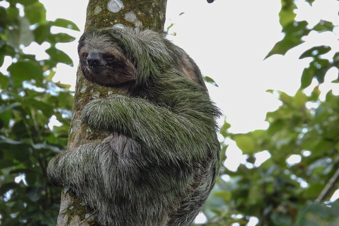Sloth Tour in La Fortuna and Tortillas Cooking Class - What You Should Know About Price and Value