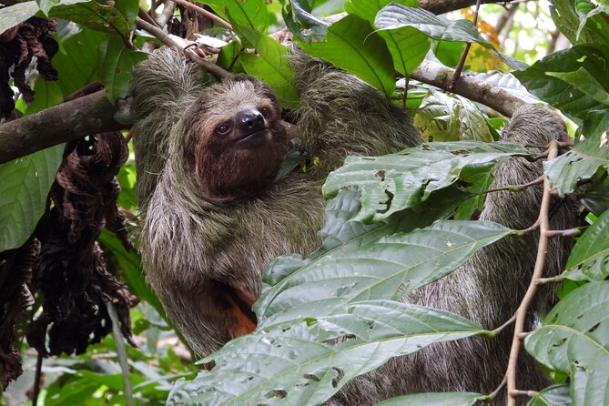 Sloth Tour in La Fortuna and Tortillas Cooking Class - Timing, Meeting Hours, and What the 2-Hour Schedule Feels Like