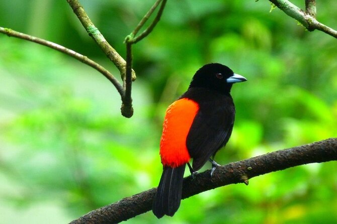Slothies and Birds Sightseeing - Hotel pickup and the Jacamar Naturalist Tours start