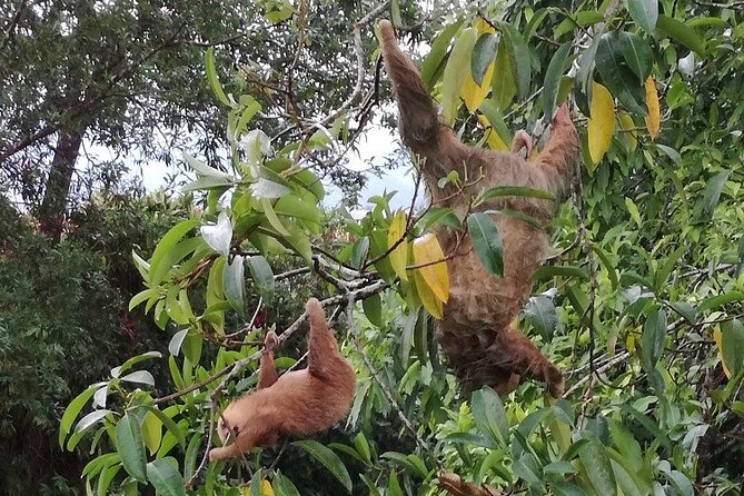 Slothies and Birds Sightseeing - The 2 km secondary rainforest hike: easy walking, real spotting time