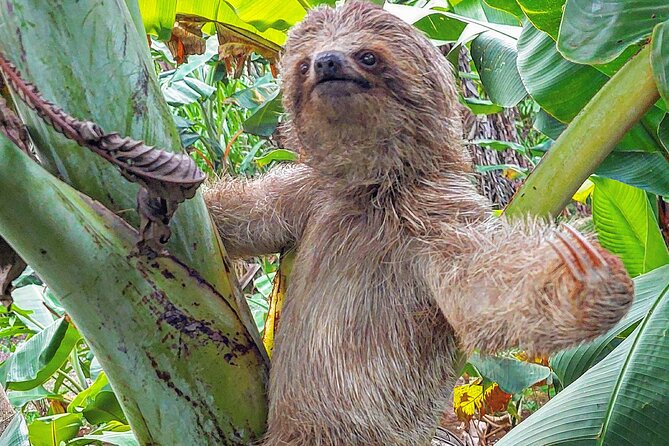 Sloths in the Rain Forest and Safari by the River - Key highlights to look for