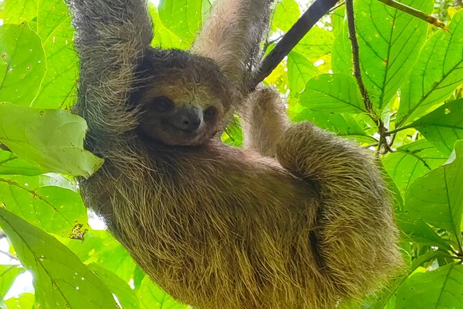 Sloths in the Rain Forest and Safari by the River - Rio Corobici river safari: easy white-water fun for wildlife watching
