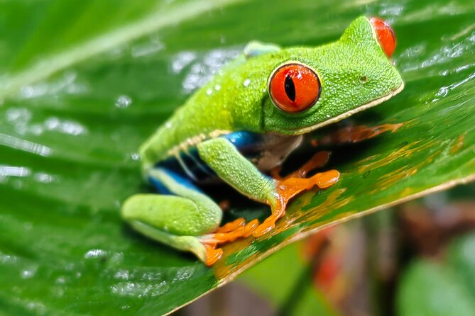 Sloths in the Rain Forest and Safari by the River - The drive from Liberia (and why timing can surprise you)