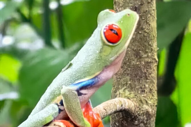 Sloths in the Rain Forest and Safari by the River - El Jardín Liberia stop: quick souvenirs, optional