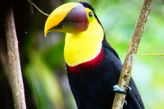 Sloths in the Rain Forest and Safari by the River - What this costs—and why it can still be a good value