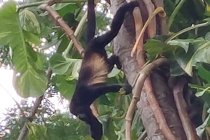 Sloths in the Rain Forest and Safari by the River - Lunch in the middle: a Costa Rican casado that actually fuels you