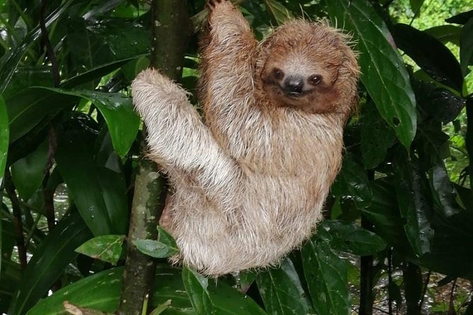 Sloths in their natural habitat & Blue river waterfall - Lunch Break: Fresh Costa Rican Food With Real Options