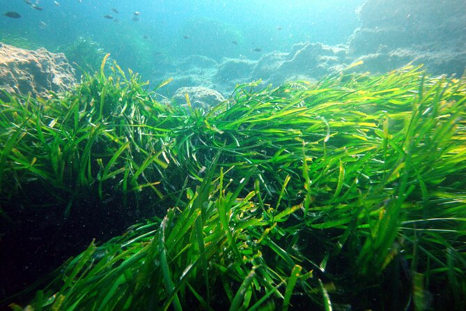 Small Group Diving Adventure in Menorca - What You Can Expect to See: Sea Life Without Needing Luck
