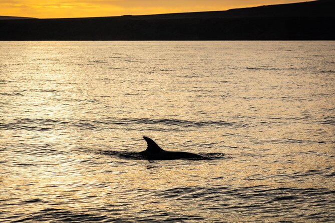 Small Group Dolphin Sunset Tour on Electric Catamaran Lanzarote - Electric Catamaran + Sunset = A Different Kind of Wildlife Trip