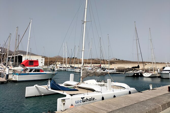 Small Group Dolphin Sunset Tour on Electric Catamaran Lanzarote - Price and Value: Is $90.70 Worth It?
