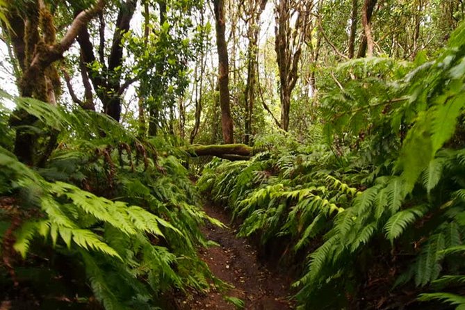 Small Group Guided Hiking in Anaga Rural Park in Tenerife - Key Highlights You’ll Feel Right Away