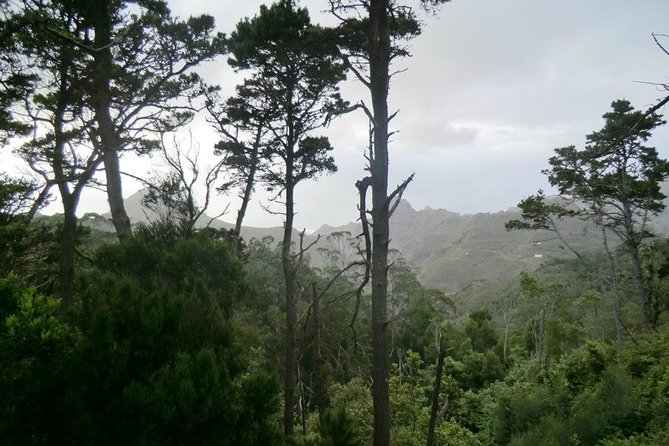Small Group Guided Hiking in Anaga Rural Park in Tenerife - Walking Anaga’s Laurel Forest Without the Crowds