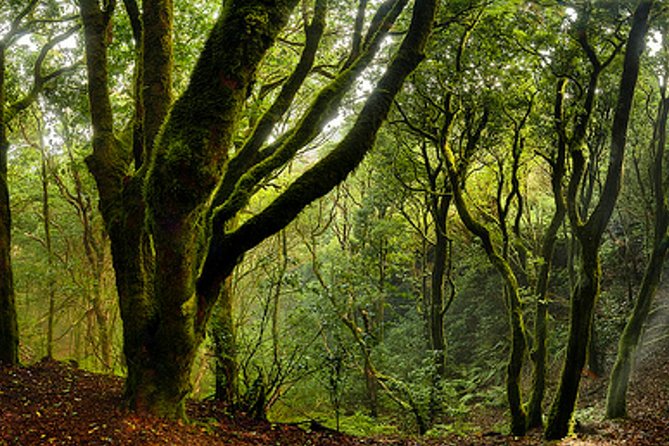Small Group Guided Hiking in Anaga Rural Park in Tenerife - Cruz del Carmen Visitor Center: Fast Facts, Science Interest, and Practical Context