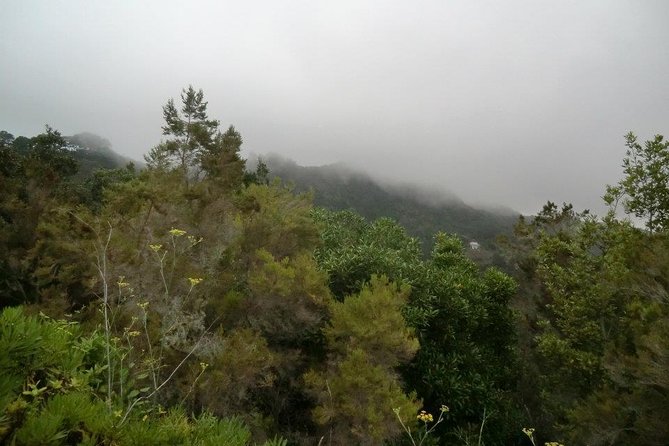 Small Group Guided Hiking in Anaga Rural Park in Tenerife - The Easy Hike Route Toward Monte de La Orilla and Camino de Solís