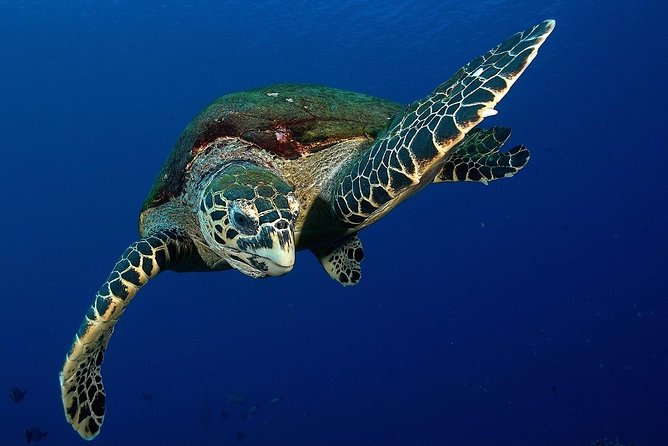 Small group snorkeling (5 people max): Turtles at 7:30am - Turtle Snorkeling at The Source: Why 7:30am Pays Off