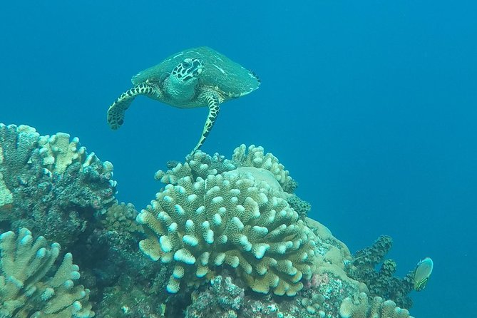 Small group snorkeling (5 people max): Turtles at 7:30am - Price and Value: What $104.65 Gets You (and Why It’s Not Just a Ticket)