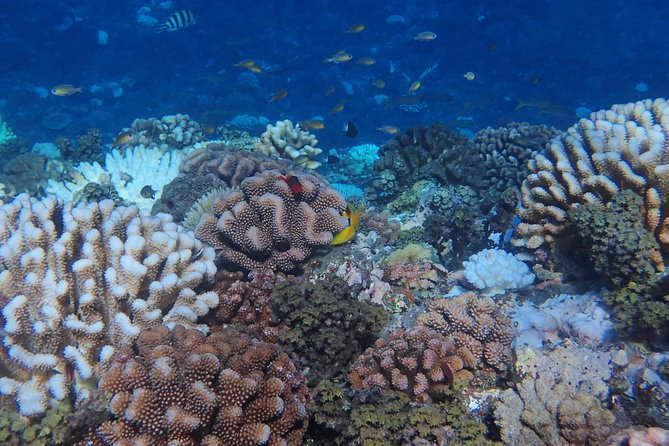 Small group snorkeling (5 people max): Turtles at 7:30am - What to Bring for a Rain-Ready, Sun-Strong Tahiti Morning