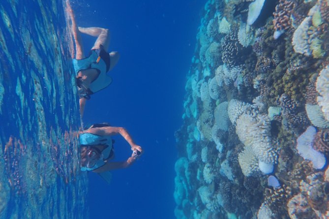 Small group snorkeling (5 people max): Turtles at 7:30am - Should You Book This Tahiti Turtle Snorkeling Tour?