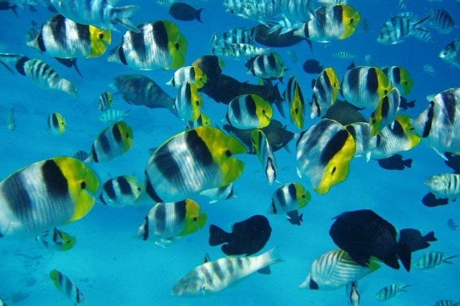 Small group snorkeling (5 people max): wrecks & tropical fishes at 1:00pm - Tahiti’s Aquarium: wreck snorkeling with coral time